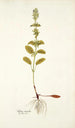 Salvia viridis - Nikolaus Joseph Freiherr von Jacquin — artwork view