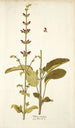 Salvia viscosa - Nikolaus Joseph Freiherr von Jacquin — artwork view