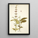 Salvia viscosa - Nikolaus Joseph Freiherr von Jacquin — framed artwork on a wall