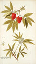 Sambucus racemosa - Nikolaus Joseph Freiherr von Jacquin — artwork view