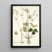 Sanicula marilandica - Nikolaus Joseph Freiherr von Jacquin — framed artwork on a wall