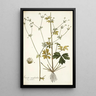 Nikolaus Joseph Freiherr von Jacquin - Sanicula marilandica.webp