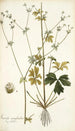 Sanicula marilandica - Nikolaus Joseph Freiherr von Jacquin — artwork view