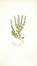 Satureja rupestris - Nikolaus Joseph Freiherr von Jacquin — artwork view