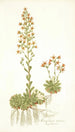 Saxifraga mutata - Nikolaus Joseph Freiherr von Jacquin — artwork view