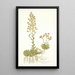 Saxifraga mutata - Nikolaus Joseph Freiherr von Jacquin — framed artwork on a wall