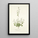 Saxifraga petaea - Nikolaus Joseph Freiherr von Jacquin — framed artwork on a wall