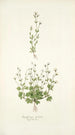 Saxifraga petaea - Nikolaus Joseph Freiherr von Jacquin — artwork view