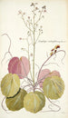 Saxifraga stolonifera - Nikolaus Joseph Freiherr von Jacquin — artwork view
