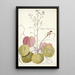 Saxifraga stolonifera - Nikolaus Joseph Freiherr von Jacquin — framed artwork on a wall