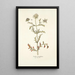 Scabiosa monspeliensis - Nikolaus Joseph Freiherr von Jacquin — framed artwork on a wall