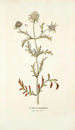 Scabiosa monspeliensis - Nikolaus Joseph Freiherr von Jacquin — artwork view
