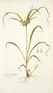 Schoenus umbellatus - Nikolaus Joseph Freiherr von Jacquin — artwork view