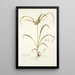 Schoenus umbellatus - Nikolaus Joseph Freiherr von Jacquin — framed artwork on a wall
