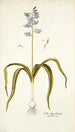 Scilla hyacinthoides - Nikolaus Joseph Freiherr von Jacquin — artwork view