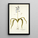 Scilla hyacinthoides - Nikolaus Joseph Freiherr von Jacquin — framed artwork on a wall