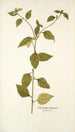 Sclerocarpus africanus - Nikolaus Joseph Freiherr von Jacquin — artwork view