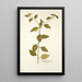 Sclerocarpus africanus - Nikolaus Joseph Freiherr von Jacquin — framed artwork on a wall