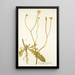 Scorzonera taraxacifolia - Nikolaus Joseph Freiherr von Jacquin — framed artwork on a wall