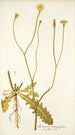 Scorzonera taraxacifolia - Nikolaus Joseph Freiherr von Jacquin — artwork view