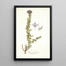 Selago fasciculata - Nikolaus Joseph Freiherr von Jacquin — framed artwork on a wall