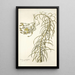 Senecio graminifolius - Nikolaus Joseph Freiherr von Jacquin — framed artwork on a wall