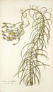 Senecio graminifolius - Nikolaus Joseph Freiherr von Jacquin — artwork view