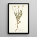 Senecio rosmarinifolius - Nikolaus Joseph Freiherr von Jacquin — framed artwork on a wall