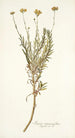 Senecio rosmarinifolius - Nikolaus Joseph Freiherr von Jacquin — artwork view