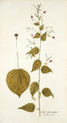 Sida atrosanguinea - Nikolaus Joseph Freiherr von Jacquin — artwork view