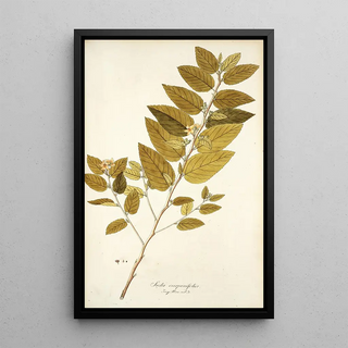 Nikolaus Joseph Freiherr von Jacquin - Sida carpinifolia.webp