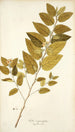 Sida carpinifolia - Nikolaus Joseph Freiherr von Jacquin — artwork view