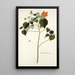 Sida mauritiana - Nikolaus Joseph Freiherr von Jacquin — framed artwork on a wall