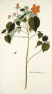 Sida mauritiana - Nikolaus Joseph Freiherr von Jacquin — artwork view