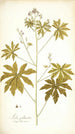 Sida palmata - Nikolaus Joseph Freiherr von Jacquin — artwork view