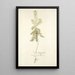 Sinapis millefolia - Nikolaus Joseph Freiherr von Jacquin — framed artwork on a wall