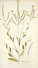 Sisymbrium hispanicum - Nikolaus Joseph Freiherr von Jacquin — artwork view
