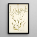 Sisymbrium hispanicum - Nikolaus Joseph Freiherr von Jacquin — framed artwork on a wall