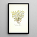 Sisymbrium lippizense - Nikolaus Joseph Freiherr von Jacquin — framed artwork on a wall
