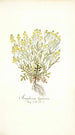 Sisymbrium lippizense - Nikolaus Joseph Freiherr von Jacquin — artwork view