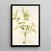 Sisymbrium molle - Nikolaus Joseph Freiherr von Jacquin — framed artwork on a wall