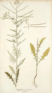 Sisymbrium pannonicum - Nikolaus Joseph Freiherr von Jacquin — artwork view