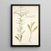 Sisymbrium pannonicum - Nikolaus Joseph Freiherr von Jacquin — framed artwork on a wall