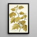 Solanum aculeatissimum - Nikolaus Joseph Freiherr von Jacquin — framed artwork on a wall