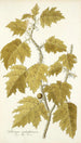 Solanum aculeatissimum - Nikolaus Joseph Freiherr von Jacquin — artwork view