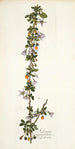 Solanum aggregatum - Nikolaus Joseph Freiherr von Jacquin — artwork view