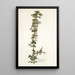 Solanum aggregatum - Nikolaus Joseph Freiherr von Jacquin — framed artwork on a wall