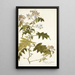Solanum carolinense - Nikolaus Joseph Freiherr von Jacquin — framed artwork on a wall