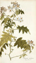 Solanum carolinense - Nikolaus Joseph Freiherr von Jacquin — artwork view