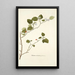 Solanum coccineum - Nikolaus Joseph Freiherr von Jacquin — framed artwork on a wall